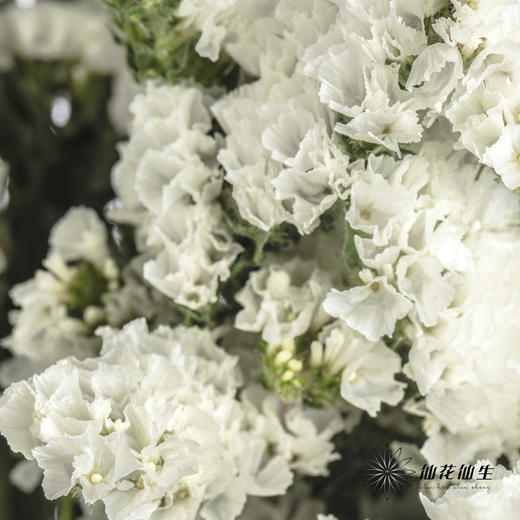 配花 | 勿忘我白色 商品图4