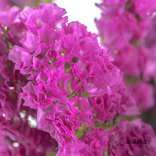 配花 | 勿忘我玫红 商品图3