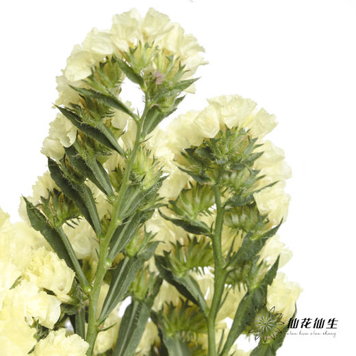 配花 | 勿忘我黄色 商品图2