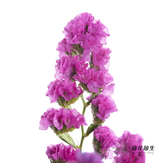 配花 | 勿忘我玫红 商品图2