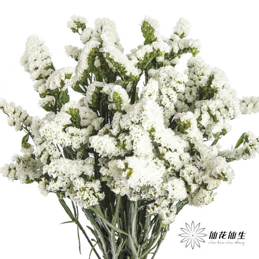 配花 | 勿忘我白色 商品图0