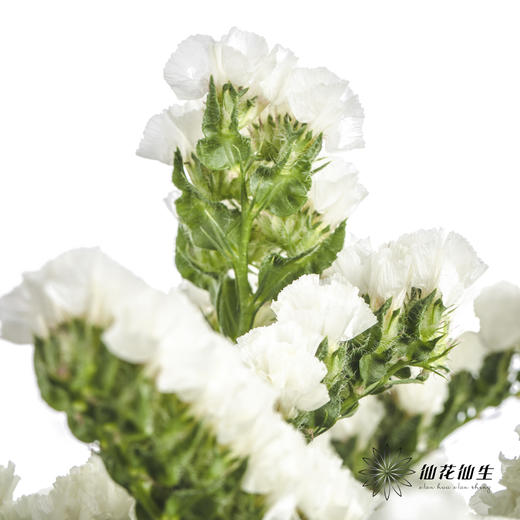 配花 | 勿忘我白色 商品图2