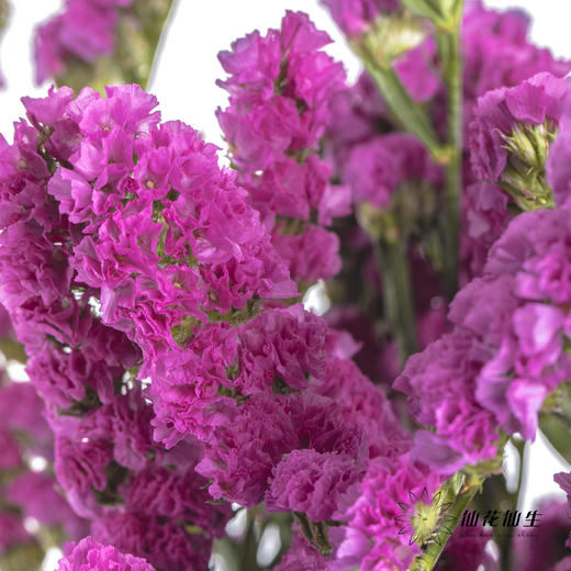 配花 | 勿忘我玫红 商品图5