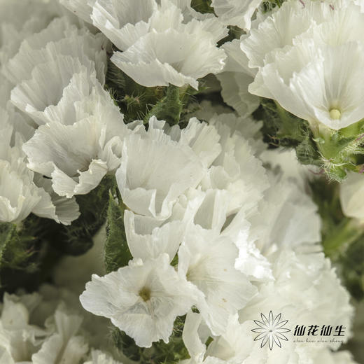 配花 | 勿忘我白色 商品图5