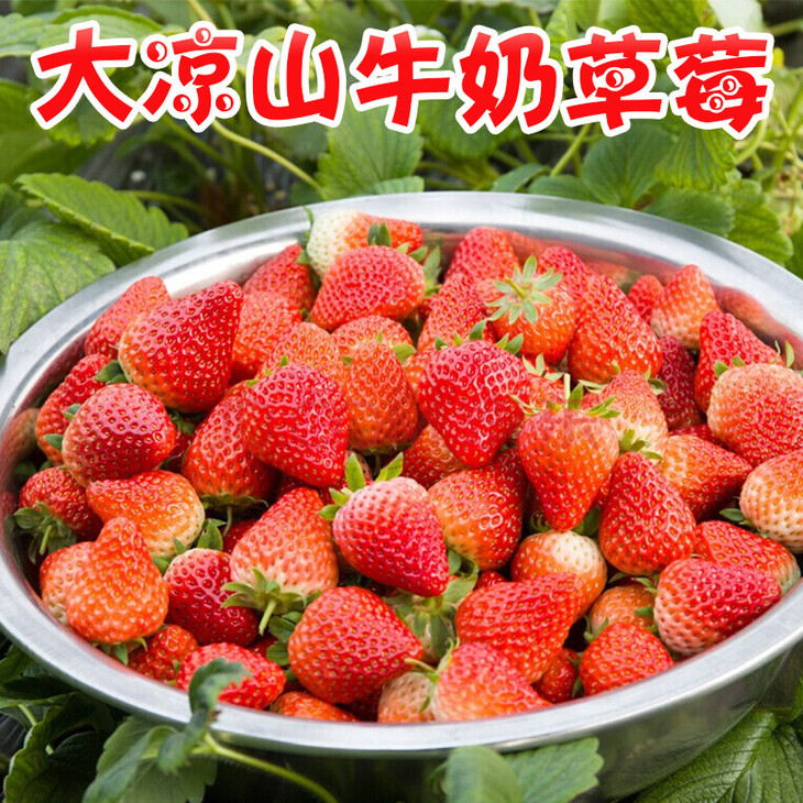 大凉山牛奶草莓