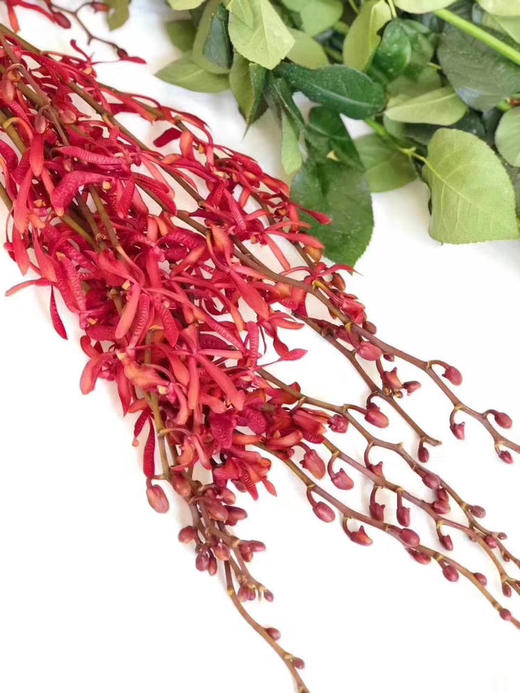 泰国洋兰/万代兰红色 商品图2