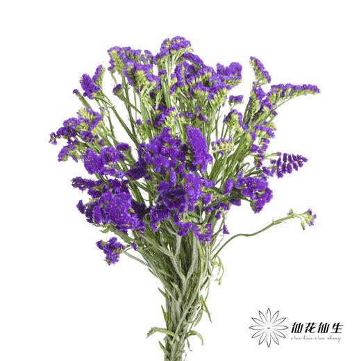 配花 | 勿忘我深紫色 商品图6