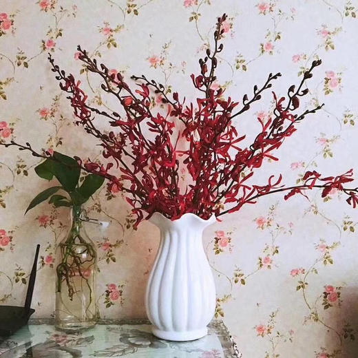 泰国洋兰/万代兰红色 商品图3