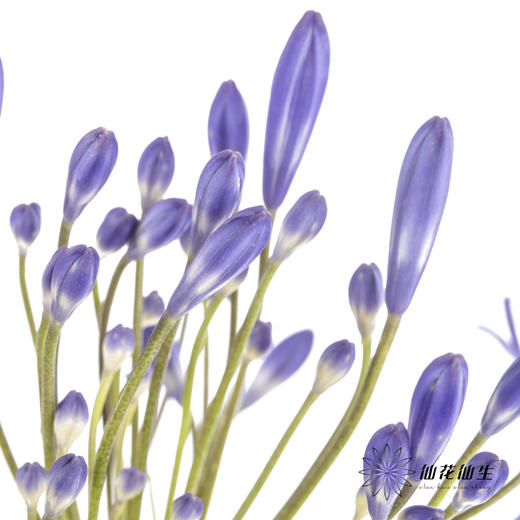 配花 | 百子莲蓝色（易掉瓣，介意慎拍） 商品图4