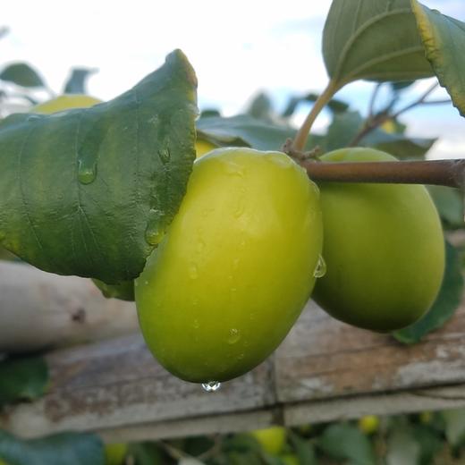 【元江·牛奶青枣】堪称热带小苹果 香甜多汁 清甜可口 细腻无渣 个大