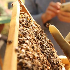 元旦3大主题亲子活动 | 农园活动 * New Year festival Parent-child activities with three themes | Farm activities