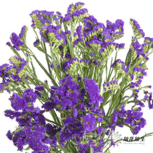 配花 | 勿忘我深紫色 商品图0