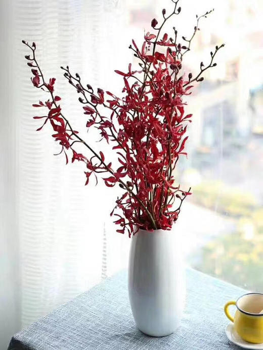 泰国洋兰/万代兰红色 商品图1