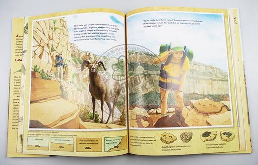 大峡谷 英文原版 儿童英语绘本 Grand Canyon 精装 2018年凯迪克银奖 英文版 进口原版书籍 Jason Chin 商品图2