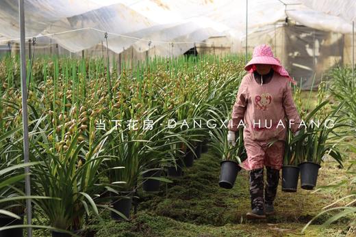 【大花蕙兰.立兰盆栽】1盆/份 黑色加仑盆发货 商品图5