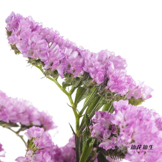 配花 | 勿忘我粉色 商品图3