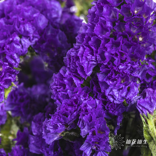 配花 | 勿忘我深紫色 商品图1