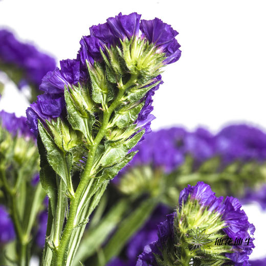 配花 | 勿忘我深紫色 商品图2