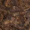 福金花·紧压金花白茶2011·藏金8521简易装900g 商品缩略图1