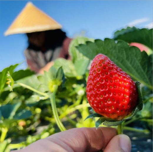 【顺丰为主】四川大凉山露天德昌草莓、果肉饱满，果汁丰富，大人小孩都爱吃【冻果不售后】 商品图3