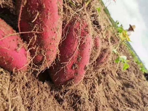 海南鸣门金时地瓜•桥头地瓜升级版【建议：蒸煮吃】 商品图1