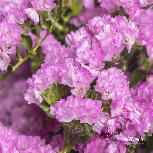 配花 | 勿忘我粉色 商品图5