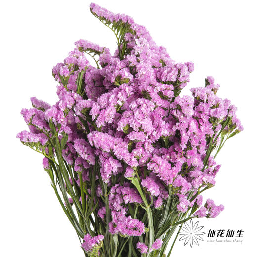 配花 | 勿忘我粉色 商品图0