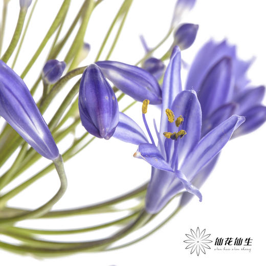 配花 | 百子莲蓝色（易掉瓣，介意慎拍） 商品图3