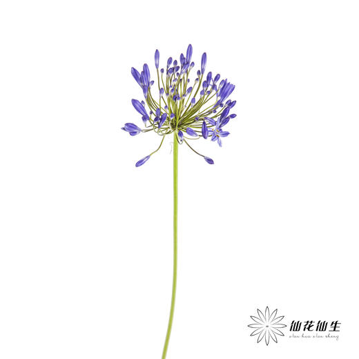 配花 | 百子莲蓝色（易掉瓣，介意慎拍） 商品图5