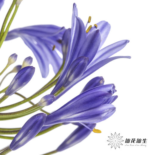 配花 | 百子莲蓝色（易掉瓣，介意慎拍） 商品图7