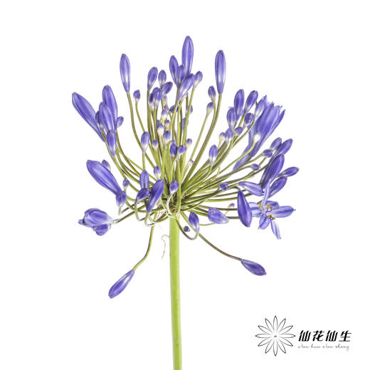 配花 | 百子莲蓝色（易掉瓣，介意慎拍） 商品图2