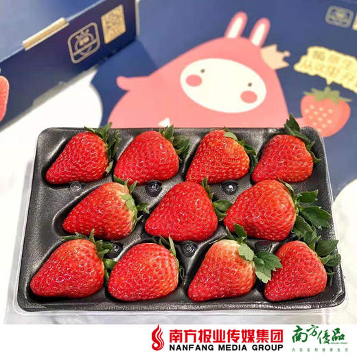 【珠三角包邮】友印象金色庄园红颜草莓  11-15颗/盒 2盒/箱（1月7日到货） 商品图1