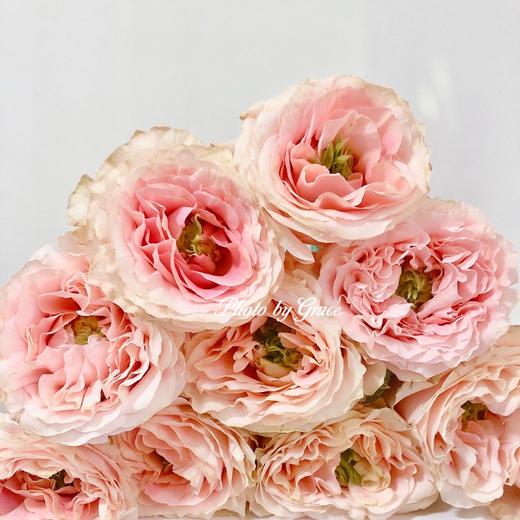 PRINCESS CROWN皇冠公主厄瓜多尔玫瑰花9支 商品图6