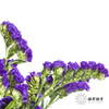 配花 | 勿忘我深紫色 商品缩略图4