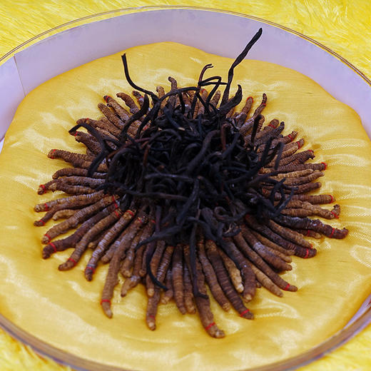 冬虫夏草 商品图0