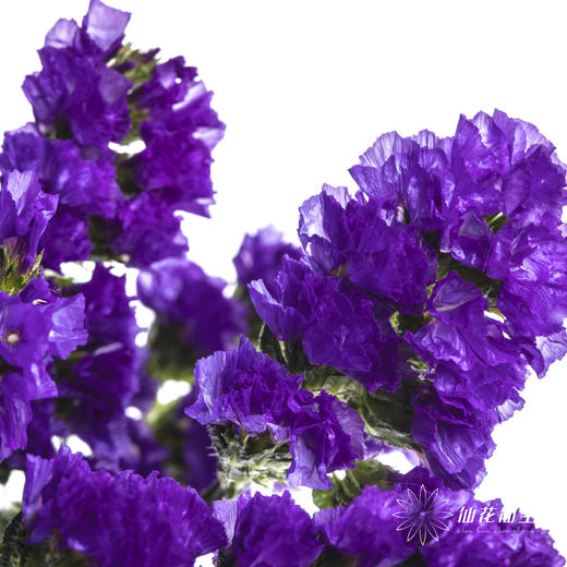 配花 | 勿忘我深紫色 商品图3
