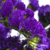 配花 | 勿忘我深紫色 商品缩略图5