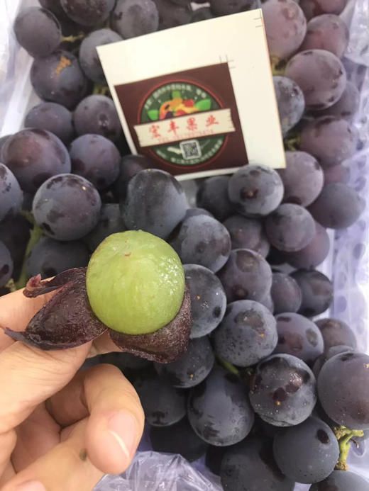 宏丰精选辽宁巨峰葡萄口感甜好剥皮
