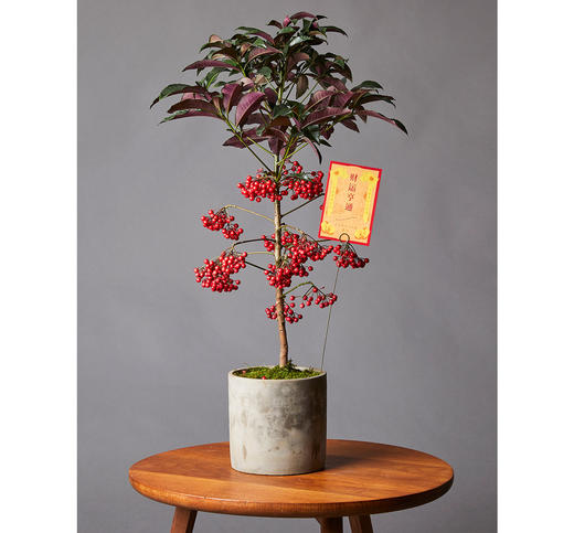 圣诞盆栽富贵籽no168