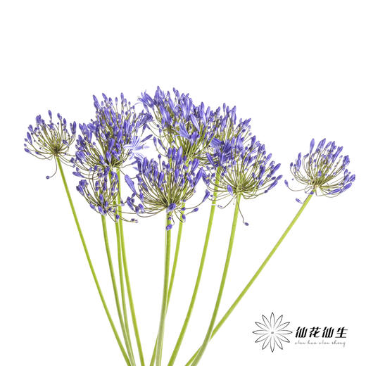 配花 | 百子莲蓝色（易掉瓣，介意慎拍） 商品图1