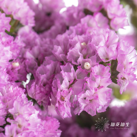 配花 | 勿忘我粉色 商品图2