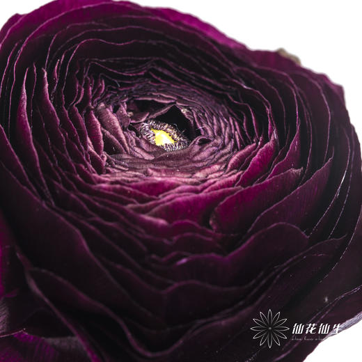 配花 | 洋牡丹紫色 商品图2