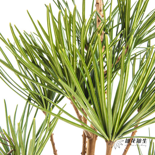 日本花材 | 日本金松 商品图1