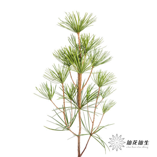 日本花材 | 日本金松 商品图0