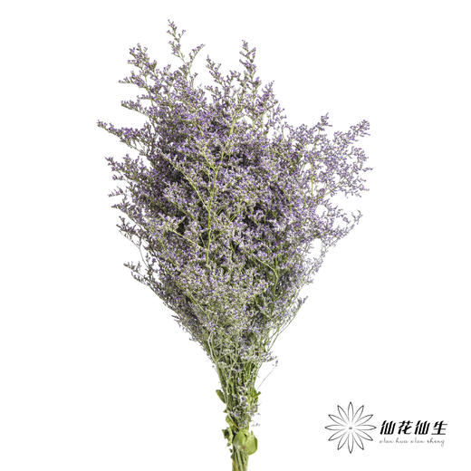 配花 | 情人草原色 商品图6