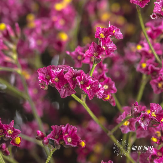配花 | 水晶草红色 商品图3