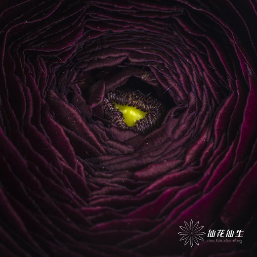 配花 | 洋牡丹紫色 商品图1