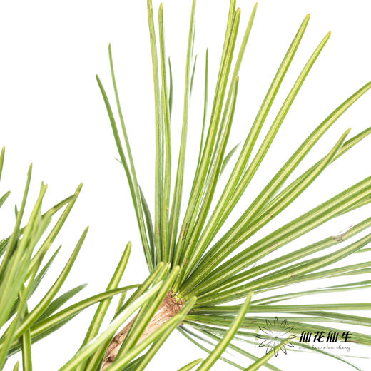 日本花材 | 日本金松 商品图5