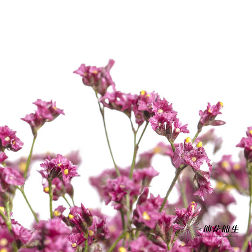 配花 | 水晶草红色 商品图4