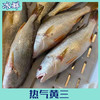 海钓正宗黄三 商品缩略图1